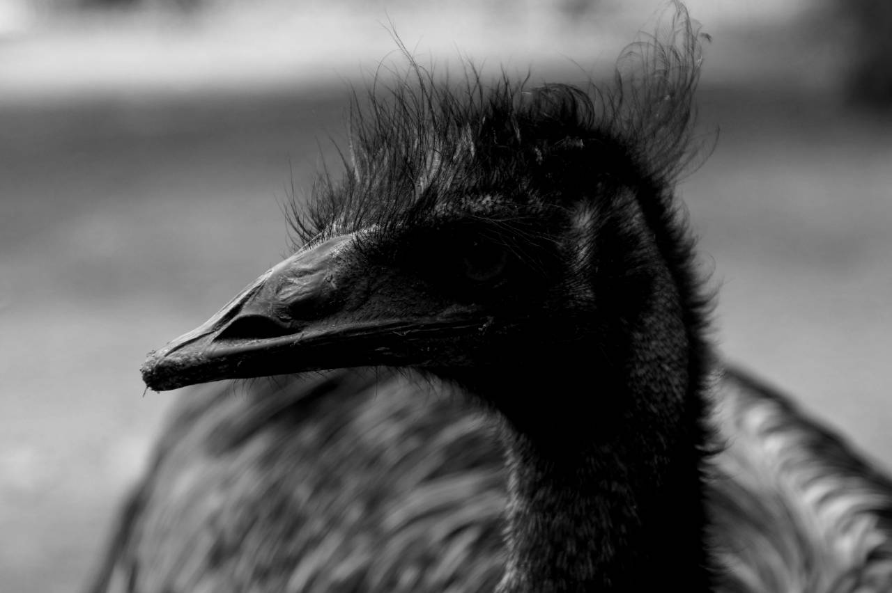   nature  zoo  beak  feather  fauna  plumage  — free black and white photo