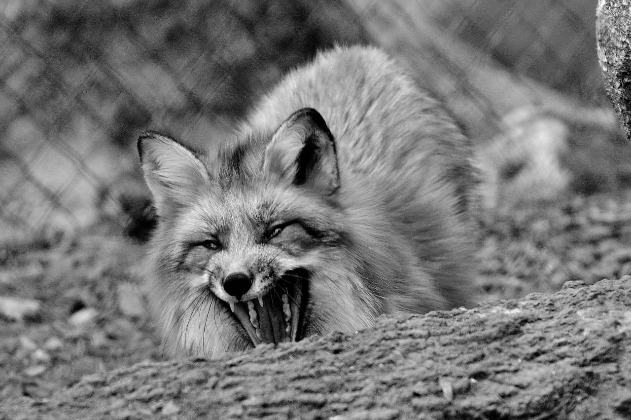   nature  zoo  fauna  red fox  vertebrate  — free black and white photo
