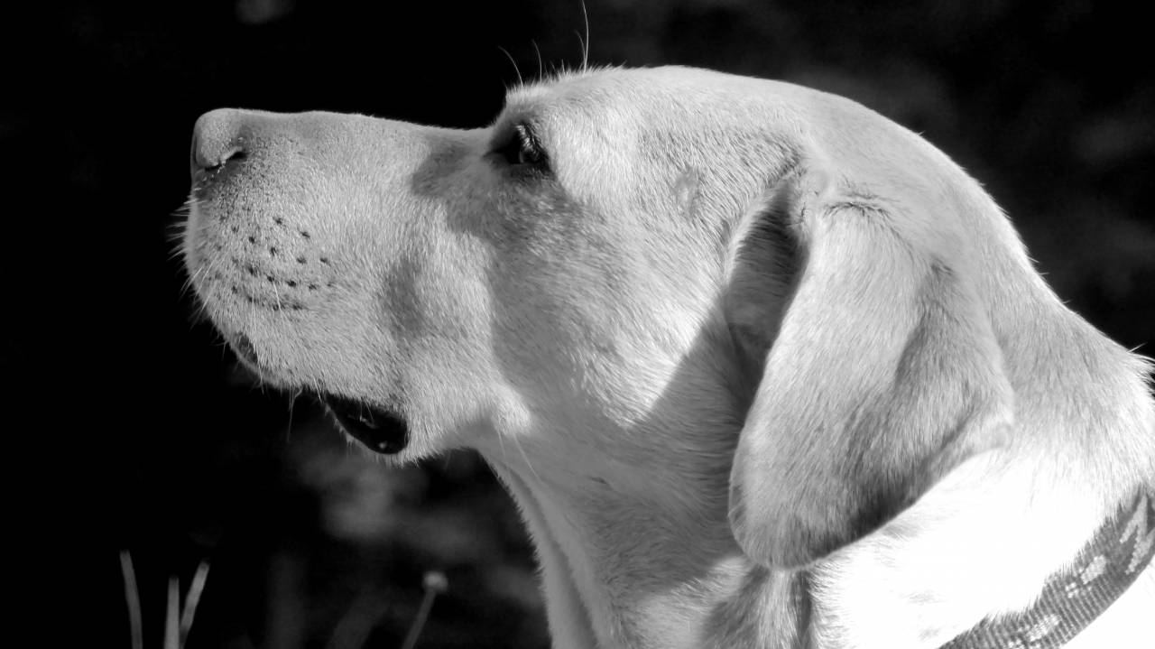   puppy  profile  male  pet  fur  weimaraner  — free black and white photo
