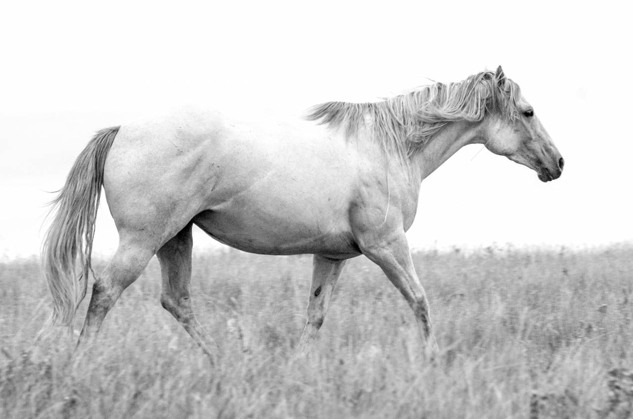  white  prairie  animal  portrait  herd  — free black and white photo