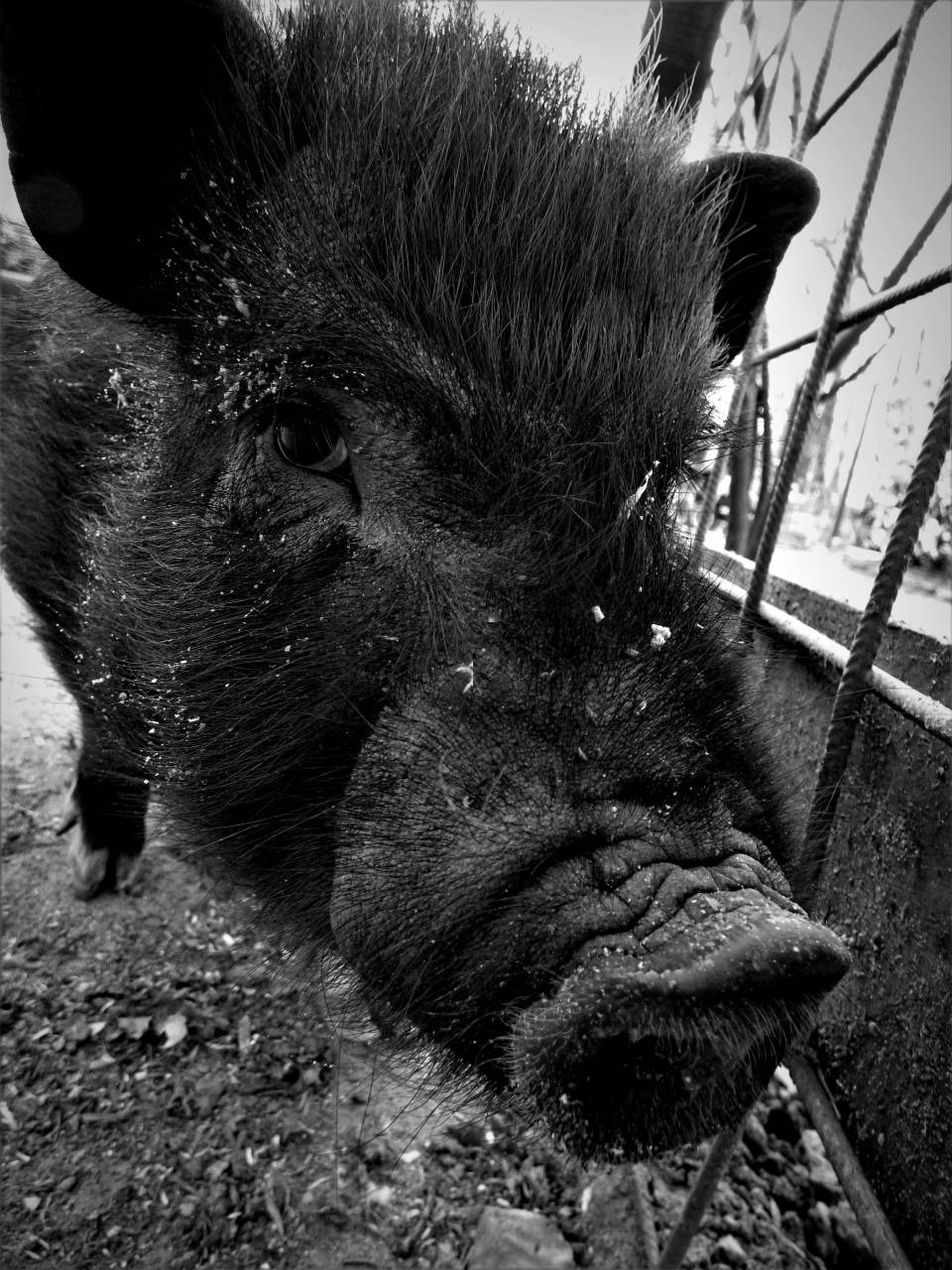   wildlife  fauna  vertebrate  curious  — free black and white photo
