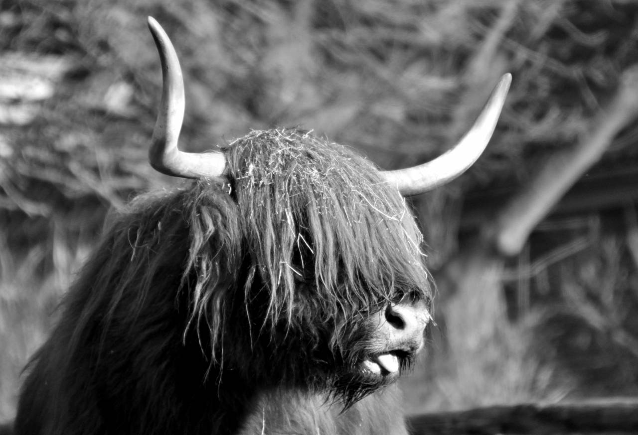   wildlife  horn  fur  livestock  mane  close  — free black and white photo