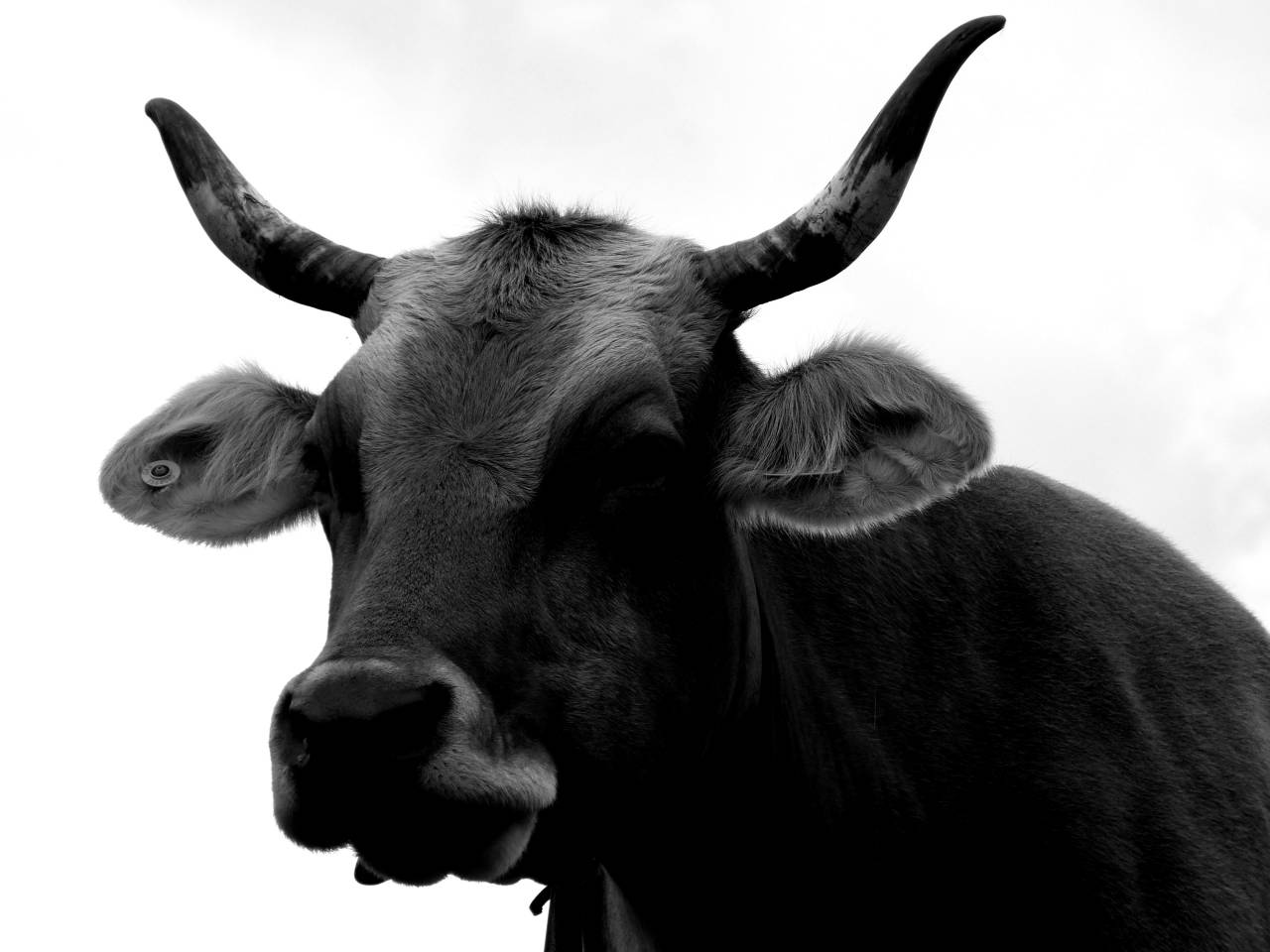   wildlife  horn  pasture  agriculture  beef  — free black and white photo