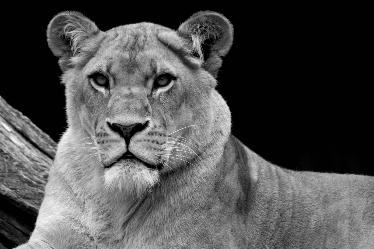  wildlife  portrait  africa  predator  fauna  — free black and white photo