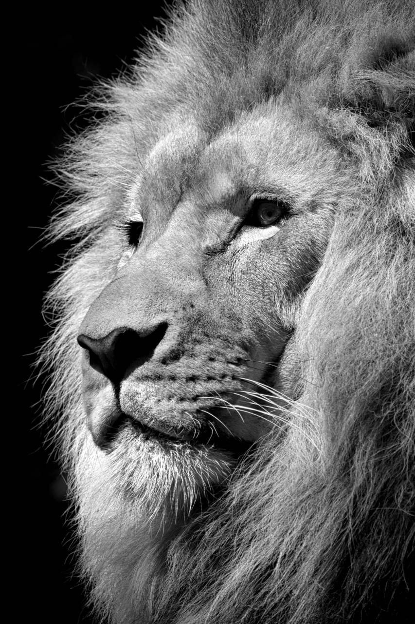   wildlife  zoo  africa  feline  mane  fauna  — free black and white photo