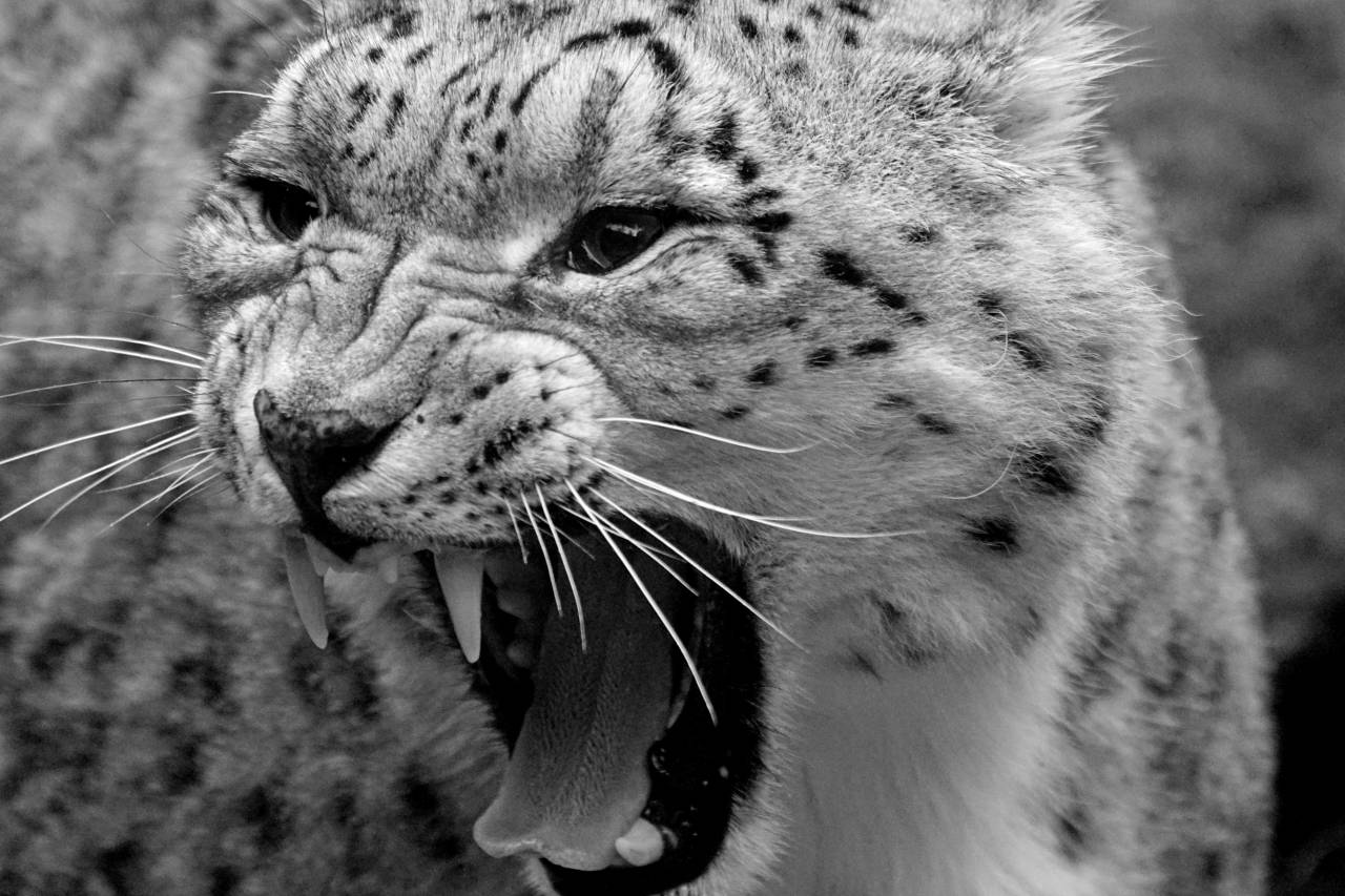  wildlife  zoo  predator  fauna  big cat  — free black and white photo