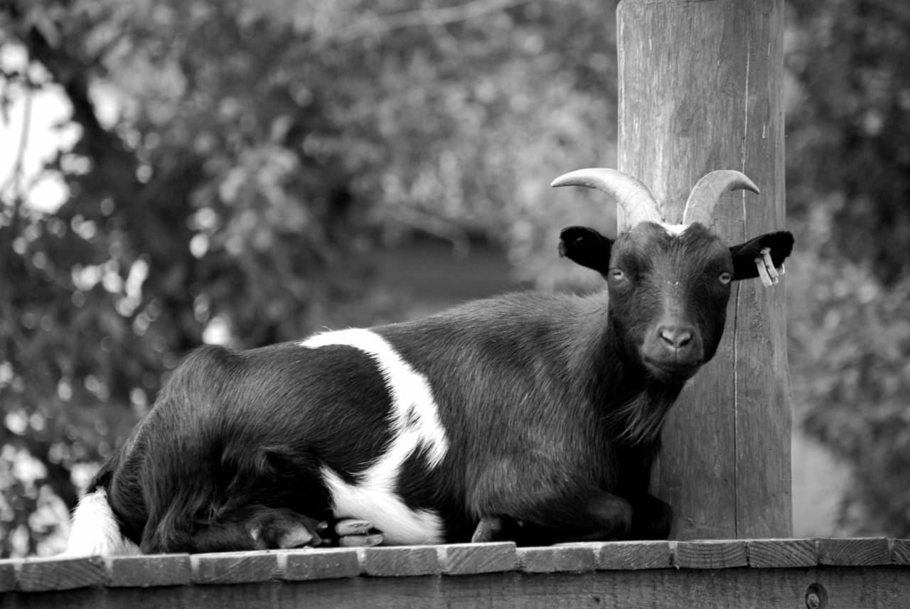   zoo  fauna  goats  vertebrate  animal  — free black and white photo