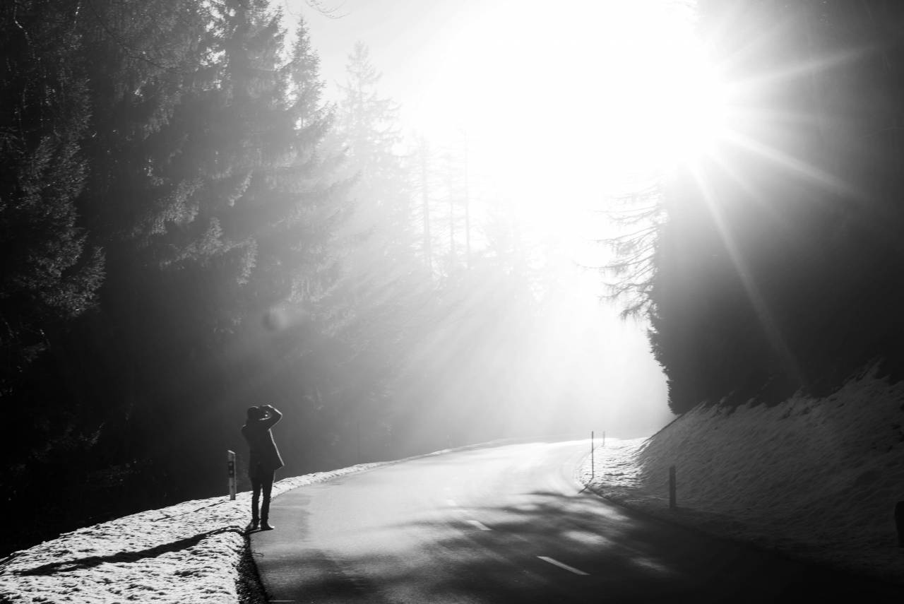 Bright Sunlight in The Forest Royalty-Free Stock ?Photo? and ... — free black and white photo