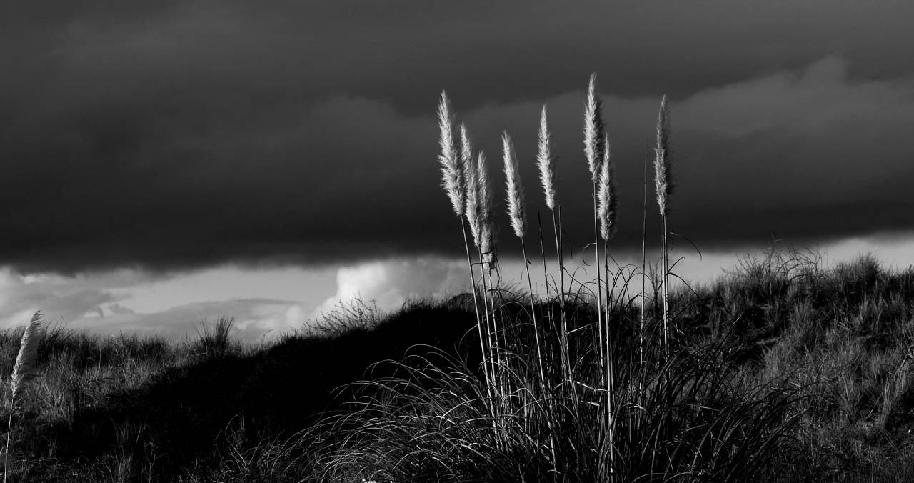 Grass and a Dark Sky Royalty-Free Stock ?Photo? and Image — free black and white photo