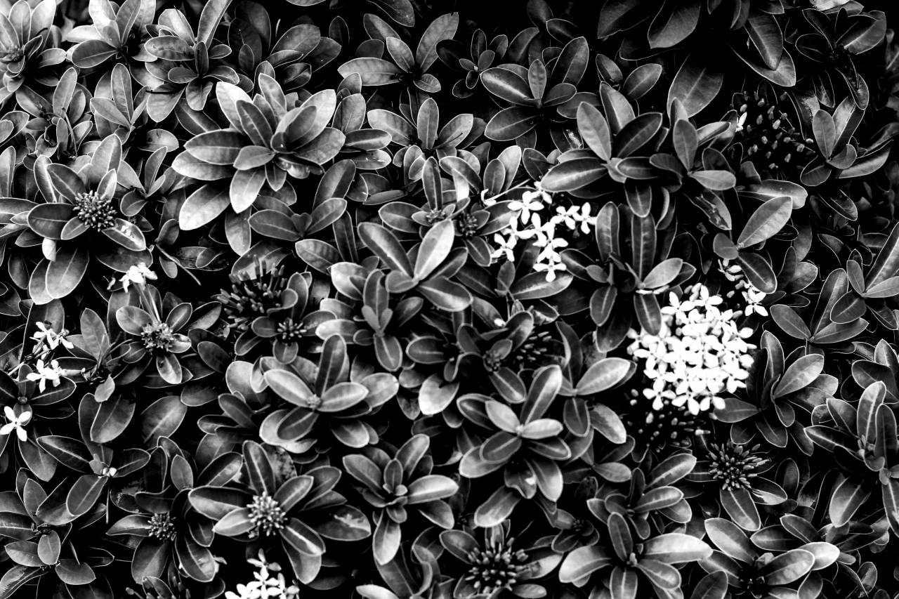 Green Plants Free Stock ?Photo? -  — free black and white photo