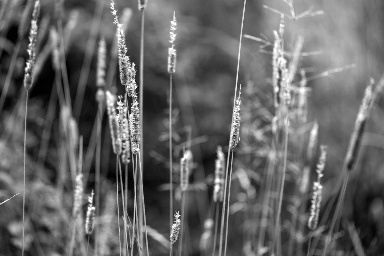 Tall Grass Free Stock ?Photo? -  — free black and white photo