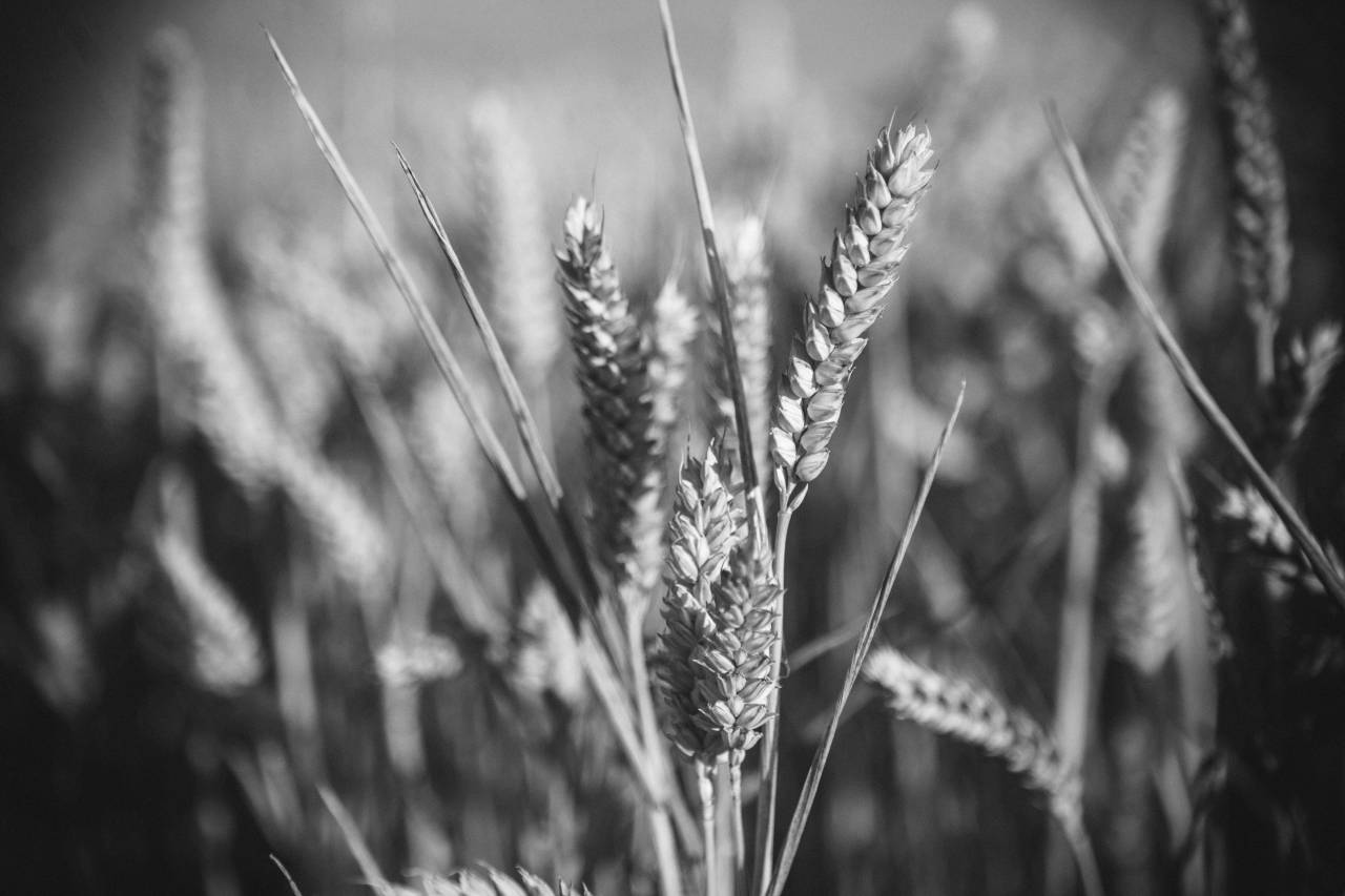 Wheat Field Free Stock ?Photo? -  — free black and white photo