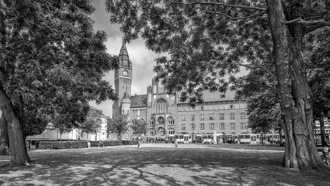   tree  nature  architecture  lawn  meadow  — free black and white photo