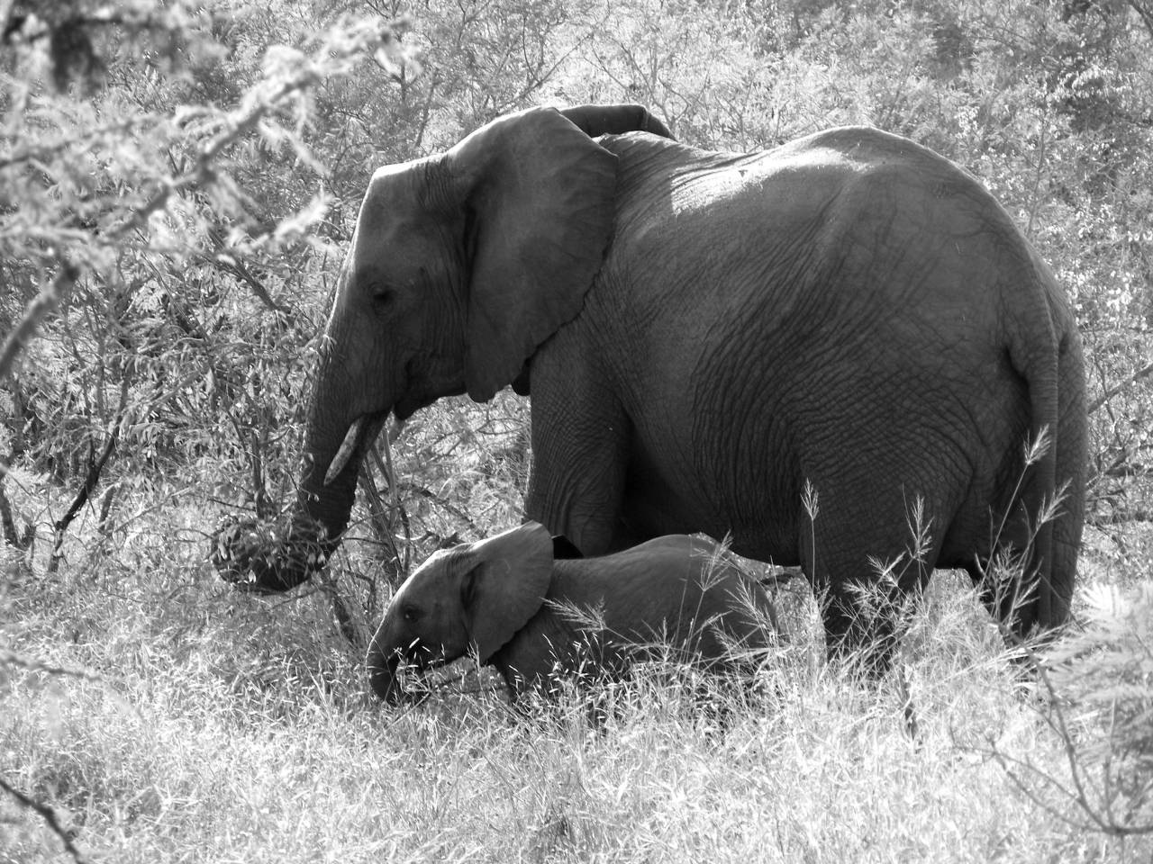   adventure  africa  mammal  national park  — free black and white photo