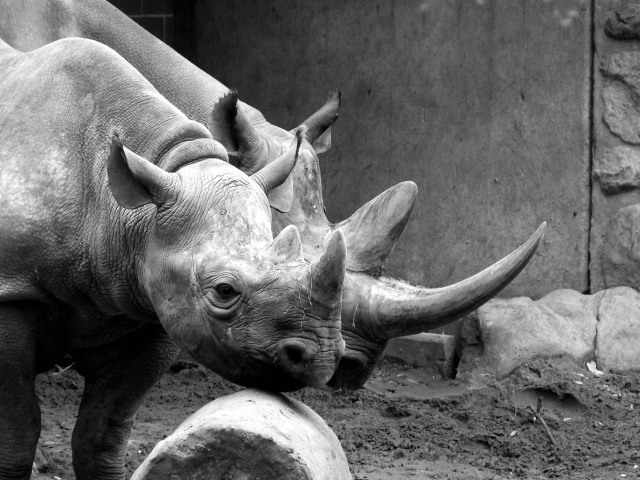   adventure  wildlife  zoo  horn  africa  — free black and white photo