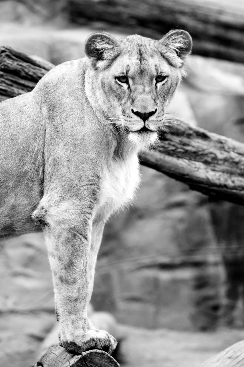   animal  looking  wildlife  wild  zoo  — free black and white photo