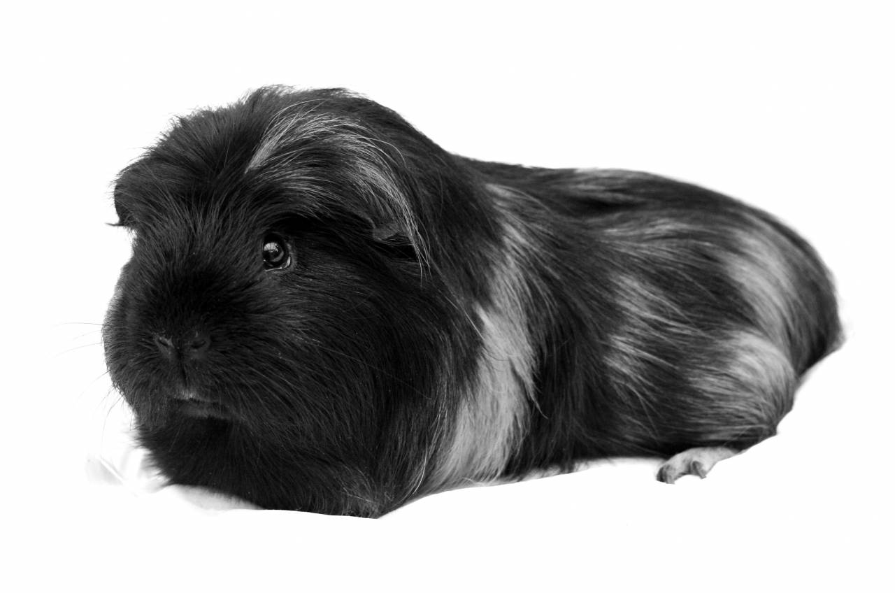   animal  pet  portrait  mammal  rodent  — free black and white photo