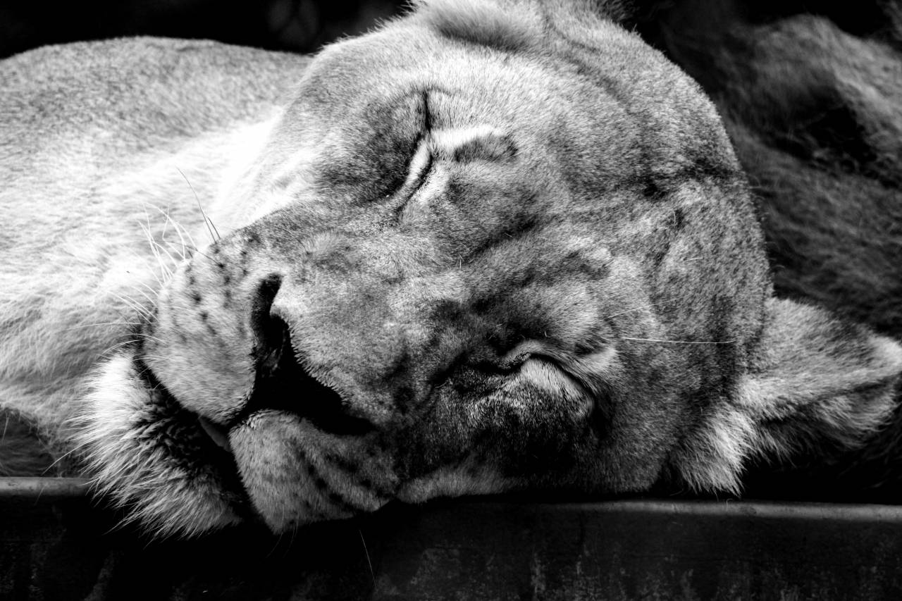   animal photography  animal portrait  big cat  — free black and white photo