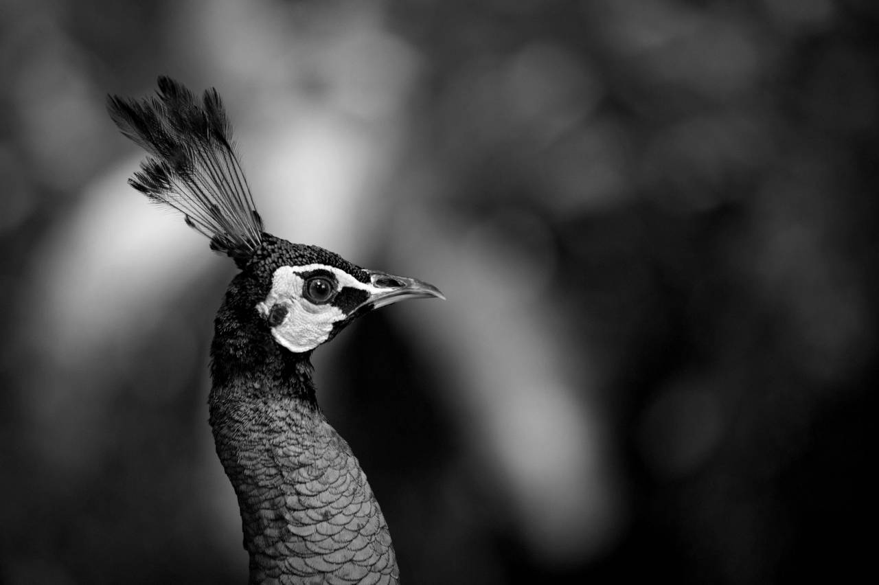  animal photography  avian  beak  beautiful  — free black and white photo