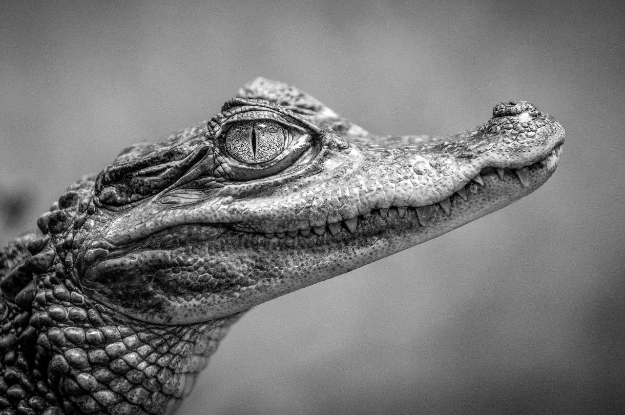   animal  wildlife  wild  zoo  portrait  — free black and white photo