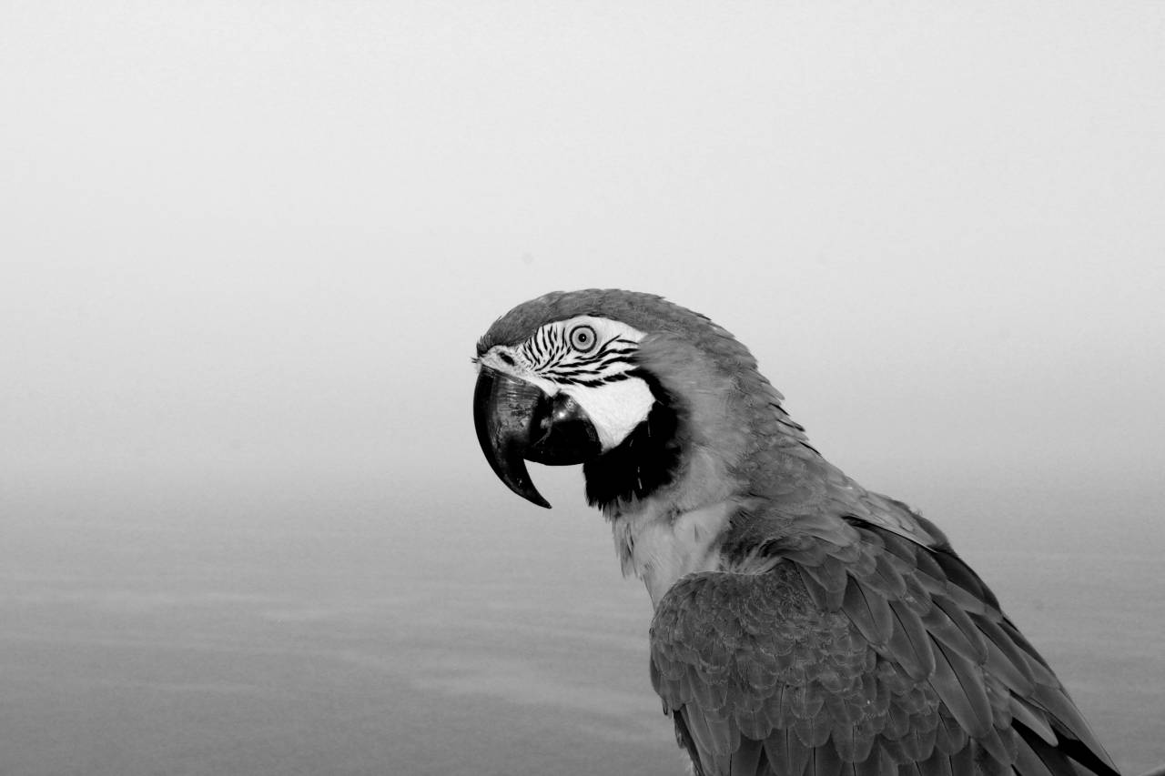   bird  wing  animal  fly  wildlife  wild  — free black and white photo