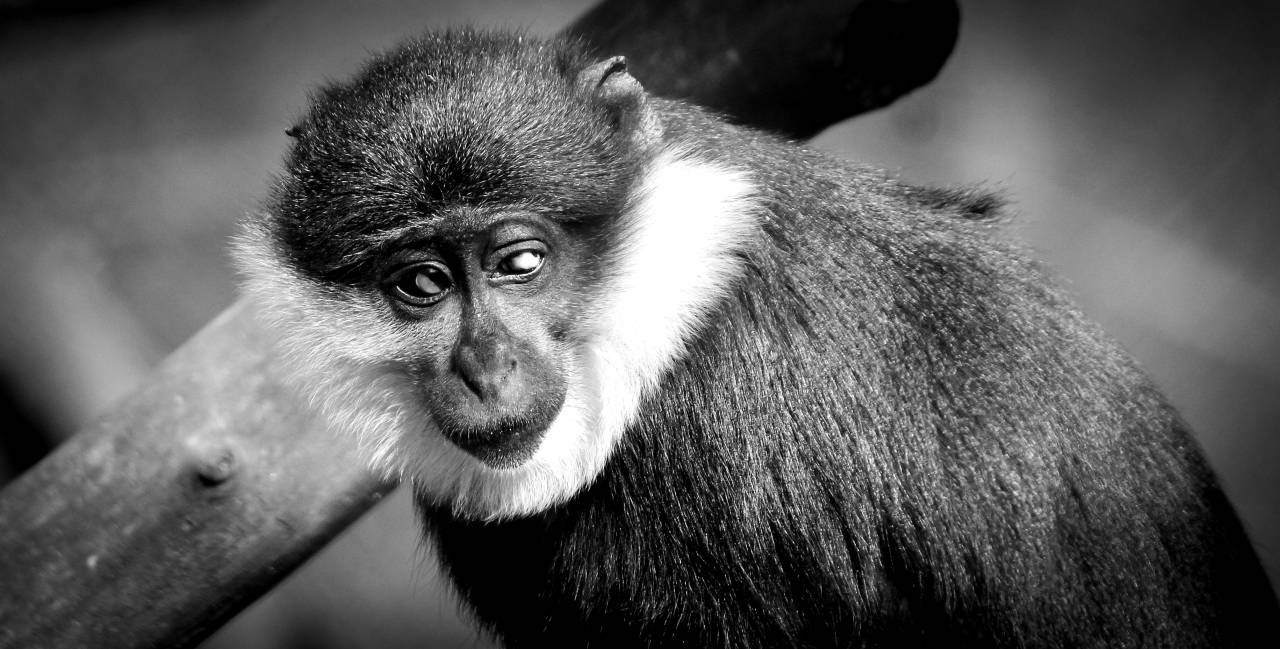   black and white  animal  wildlife  wild  — free black and white photo