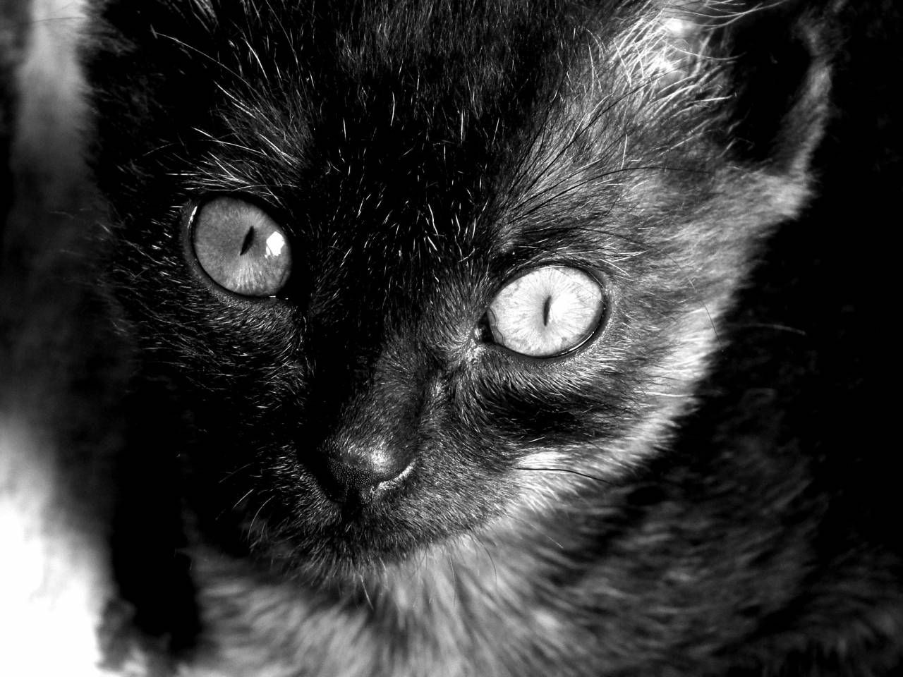   black and white  cute  pet  fur  portrait  — free black and white photo
