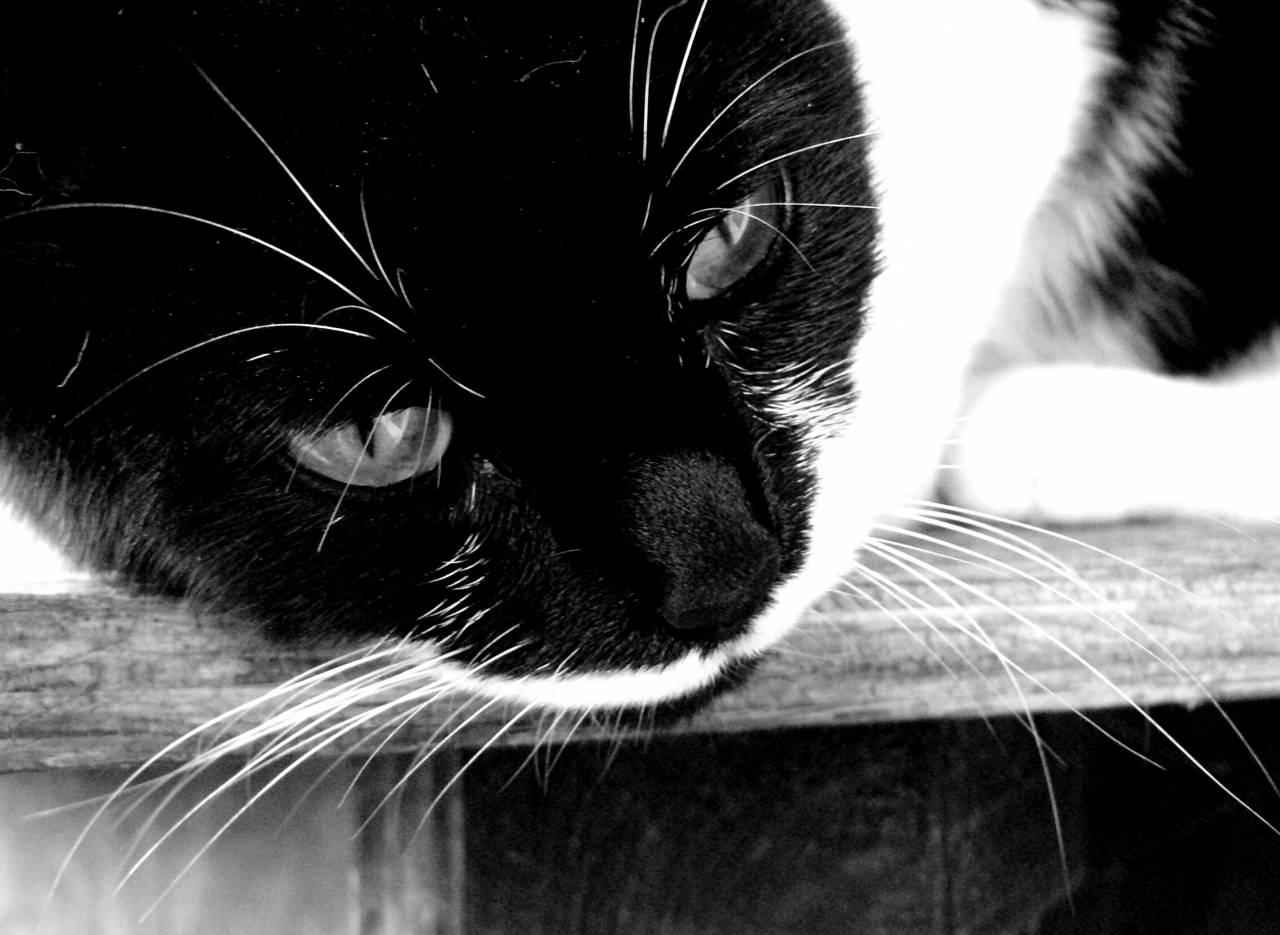   black and white  hair  pet  fur  black cat  — free black and white photo