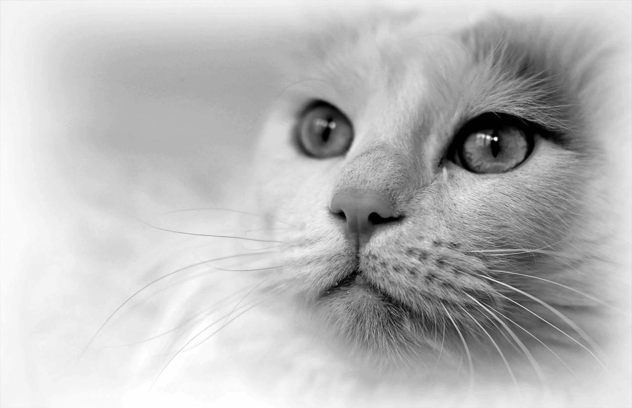   black and white  pet  fur  green  close up  — free black and white photo