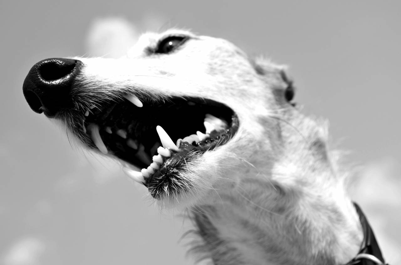   black and white  view  male  pet  fur  foot  — free black and white photo