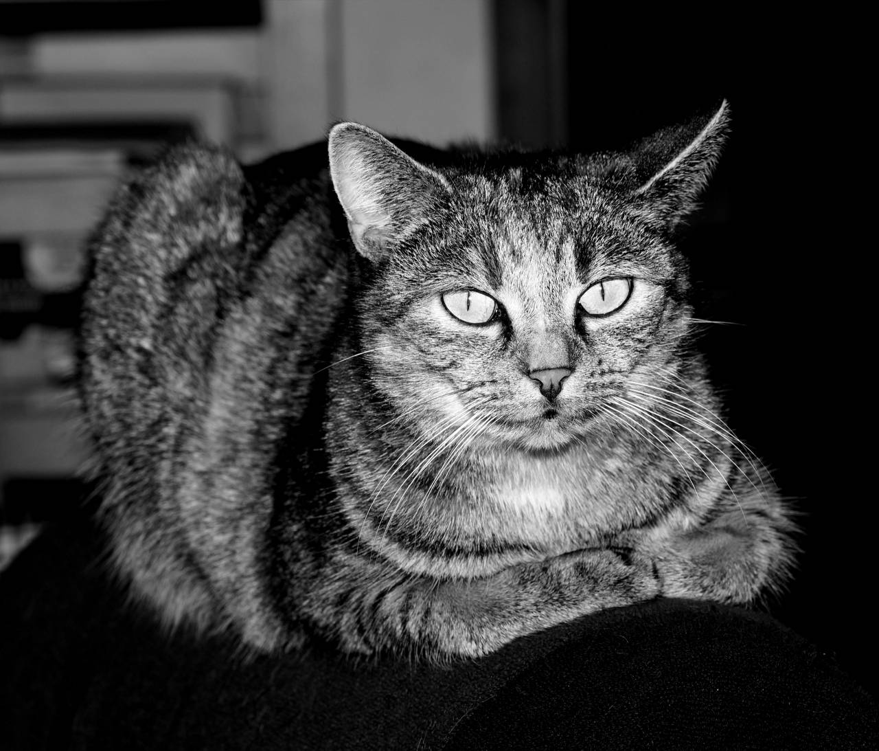   domestic cat  female  pet  mackerel  mieze  — free black and white photo