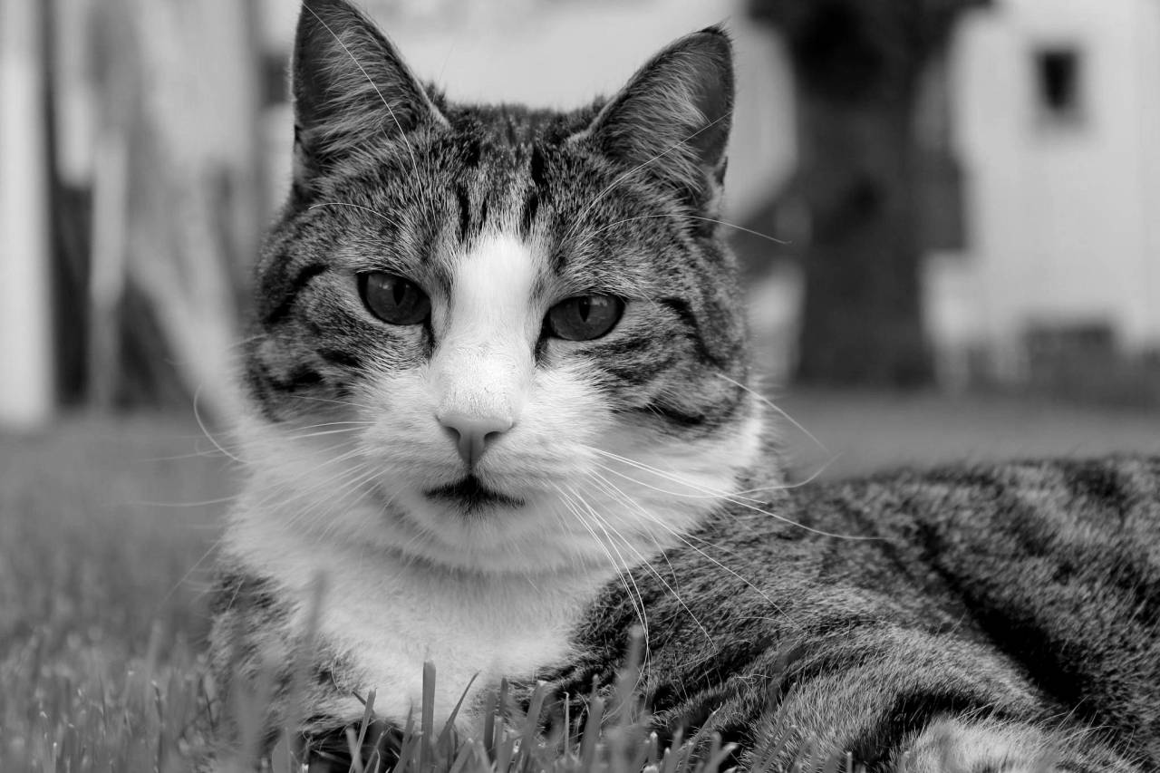   grass  black and white  animal  pet  fur  — free black and white photo