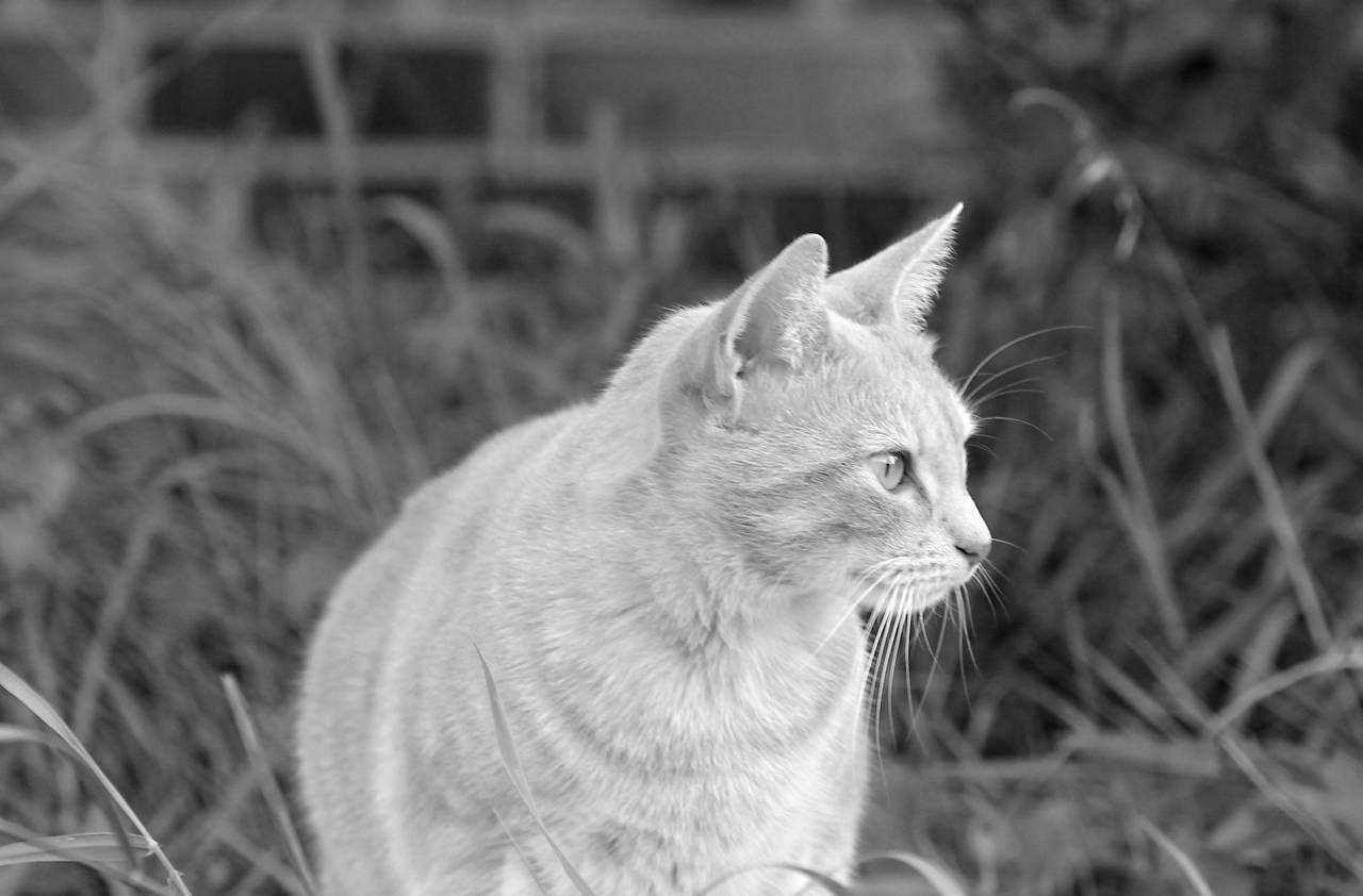   grass  hair  cute  pet  fur  kitten  fauna  — free black and white photo