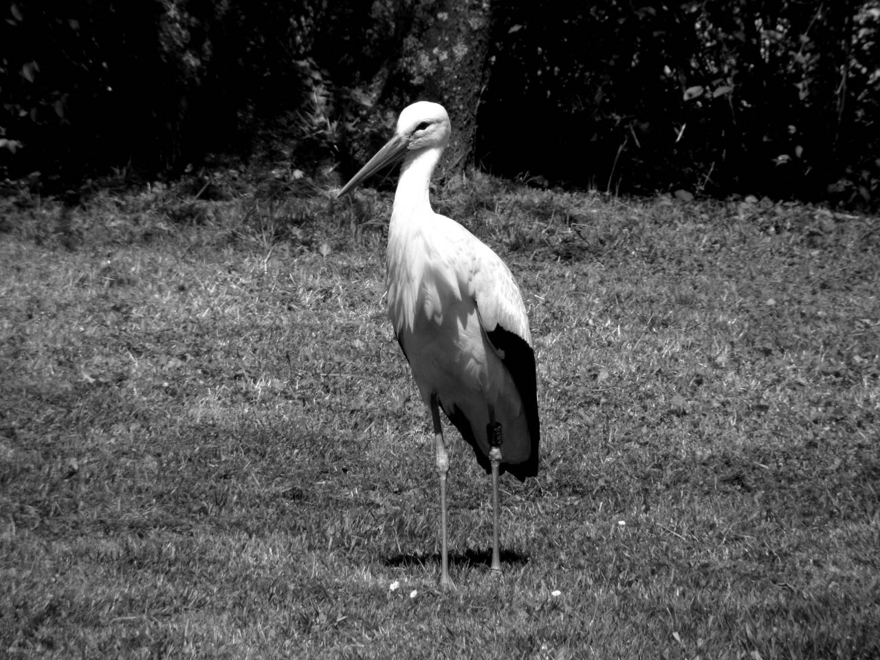   grass  meadow  zoo  spring  beak  fauna  — free black and white photo