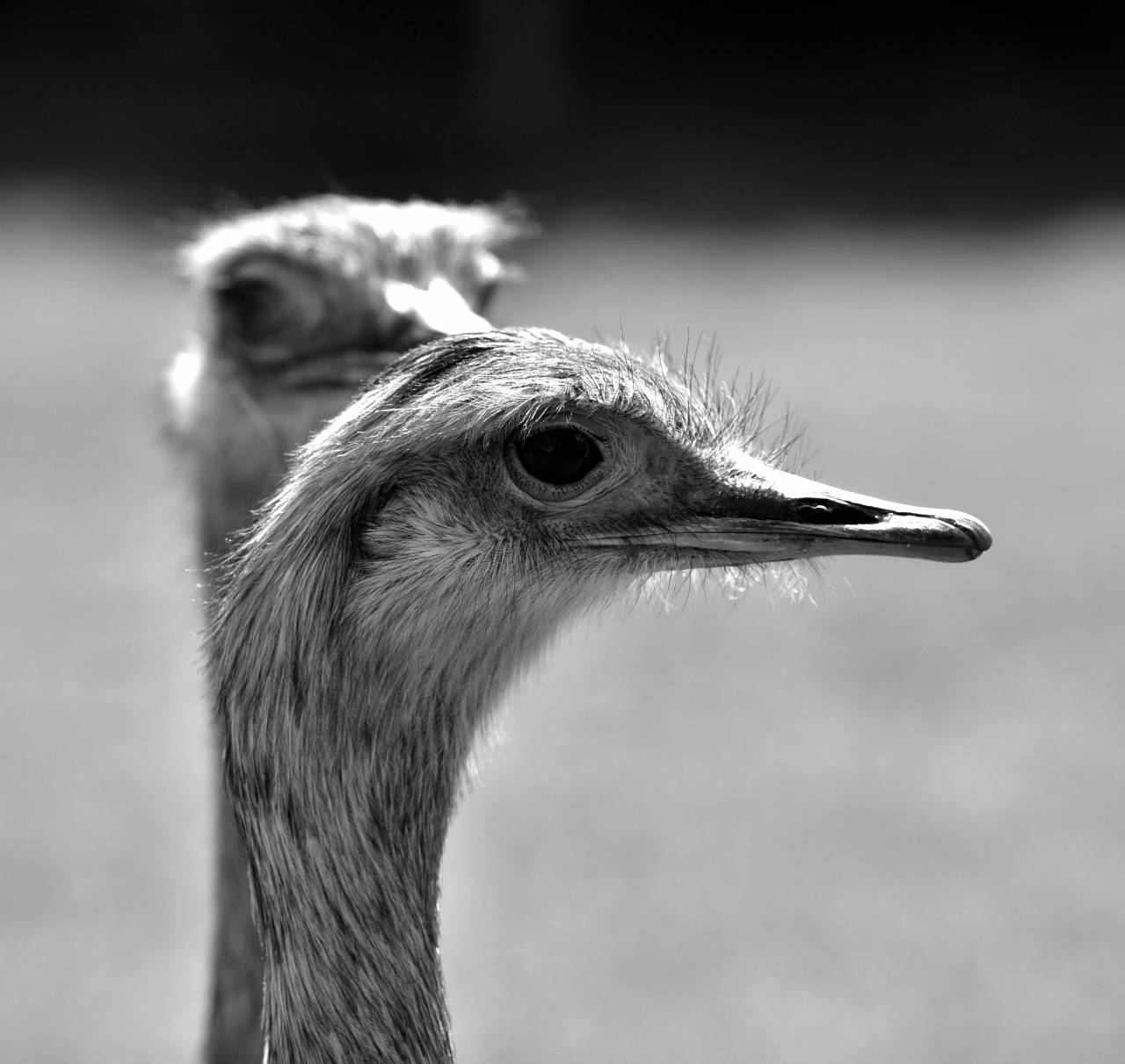   green  beak  ostrich  feather  fauna  close  — free black and white photo