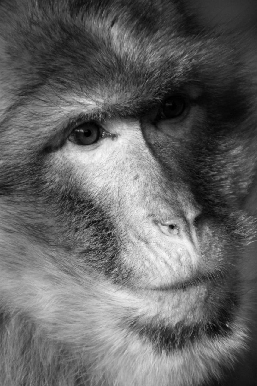   hair  view  wildlife  fur  mammal  fauna  — free black and white photo