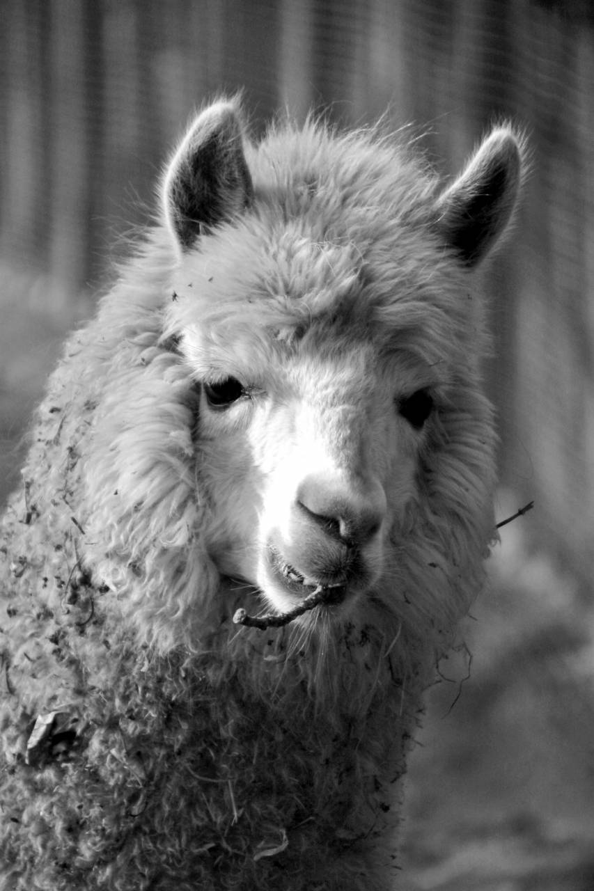   hair  white  view  wildlife  fur  fluffy  — free black and white photo