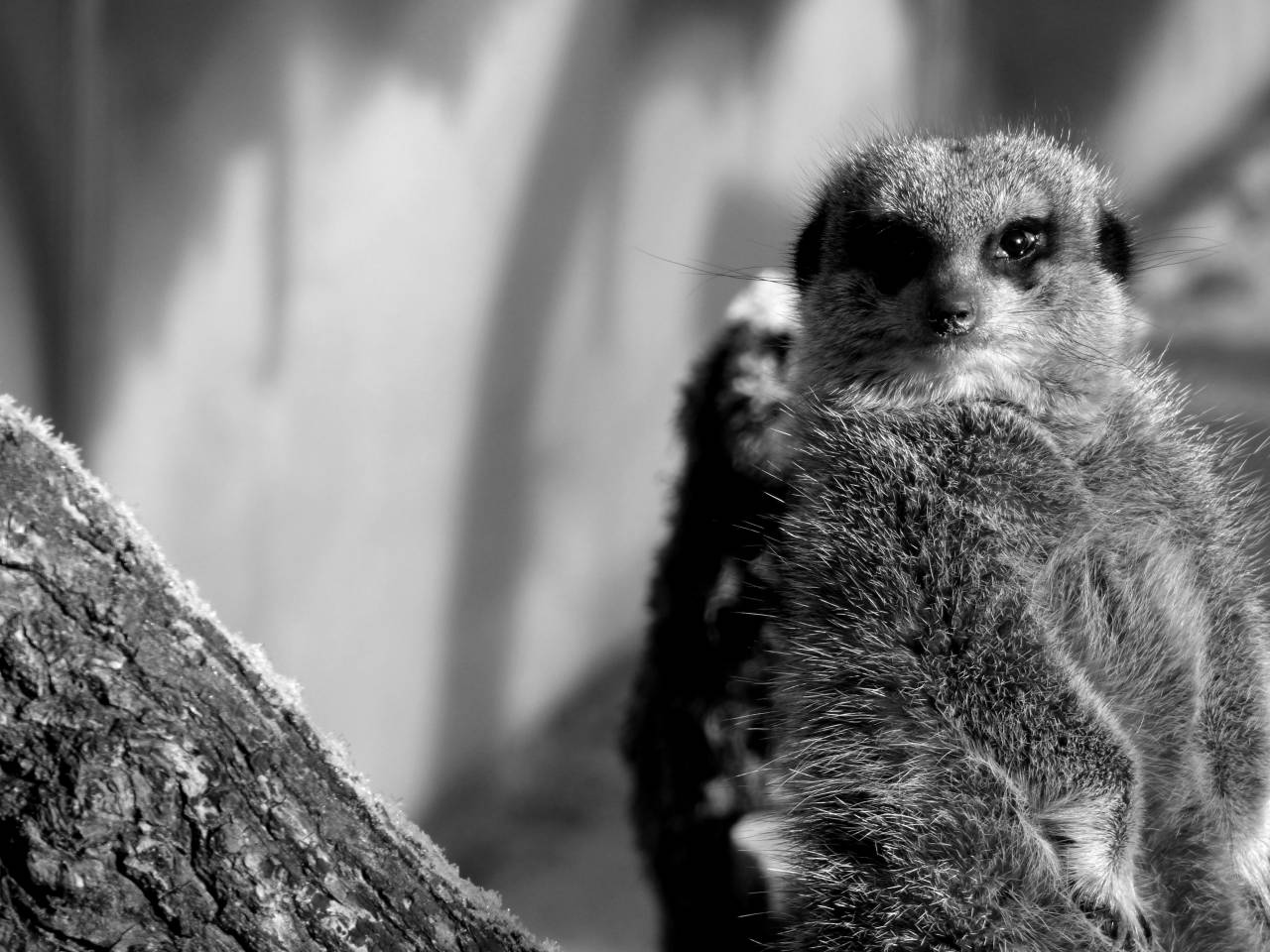   nature  animal  cute  zoo  portrait  mammal  — free black and white photo