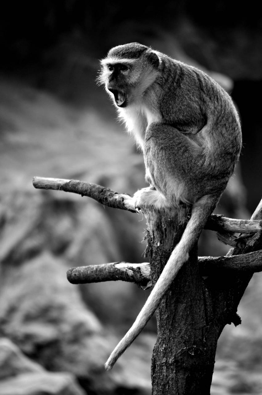   nature  branch  wildlife  zoo  pet  portrait  — free black and white photo