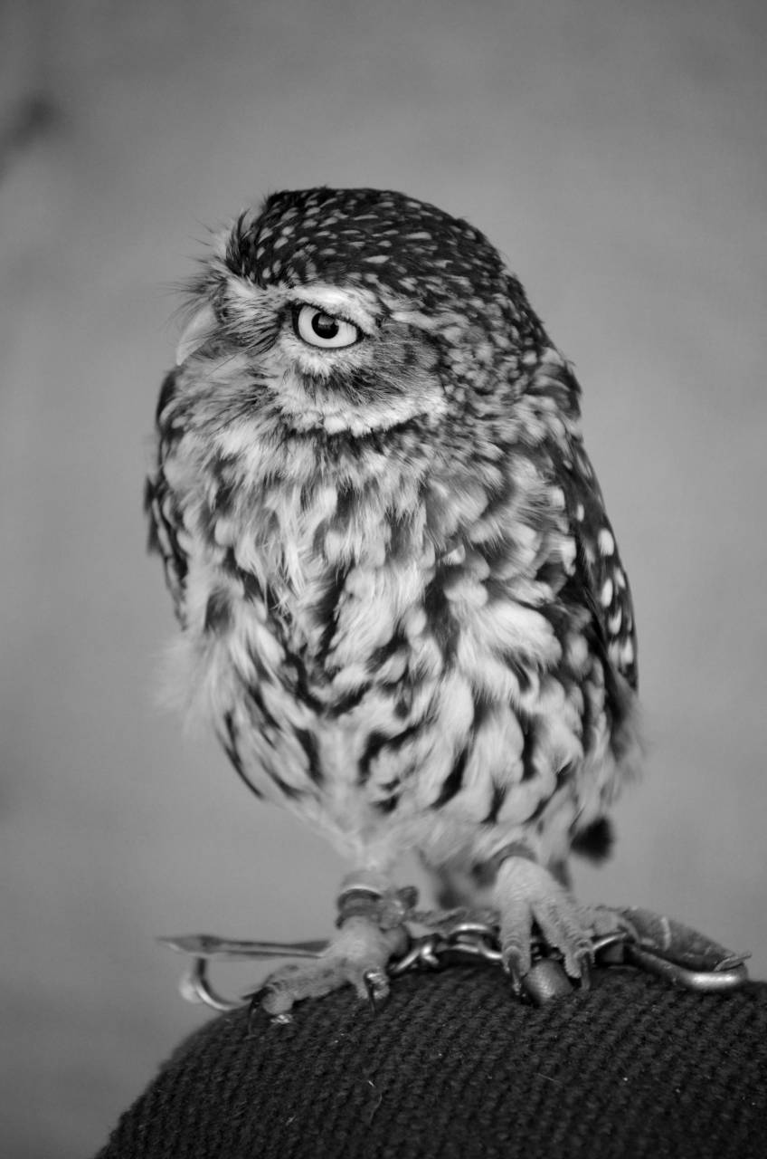   nature  forest  wing  twilight  beak  brown  — free black and white photo