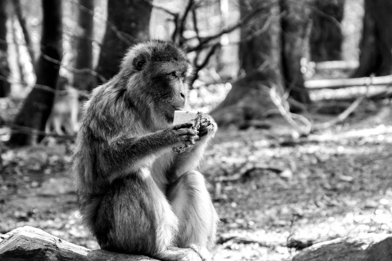   nature  forest  zoo  sitting  mammal  cozy  — free black and white photo