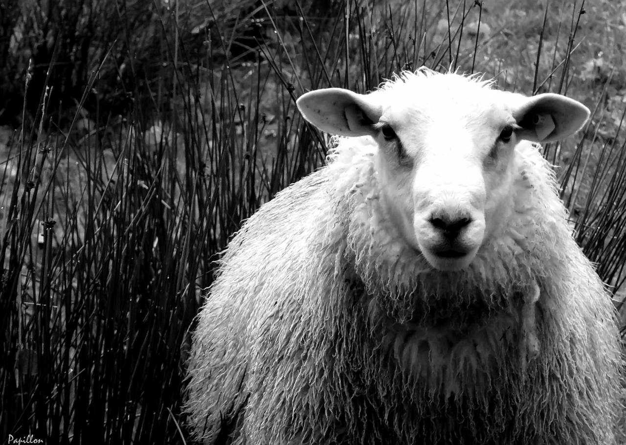   nature  grass  field  meadow  prairie  view  — free black and white photo
