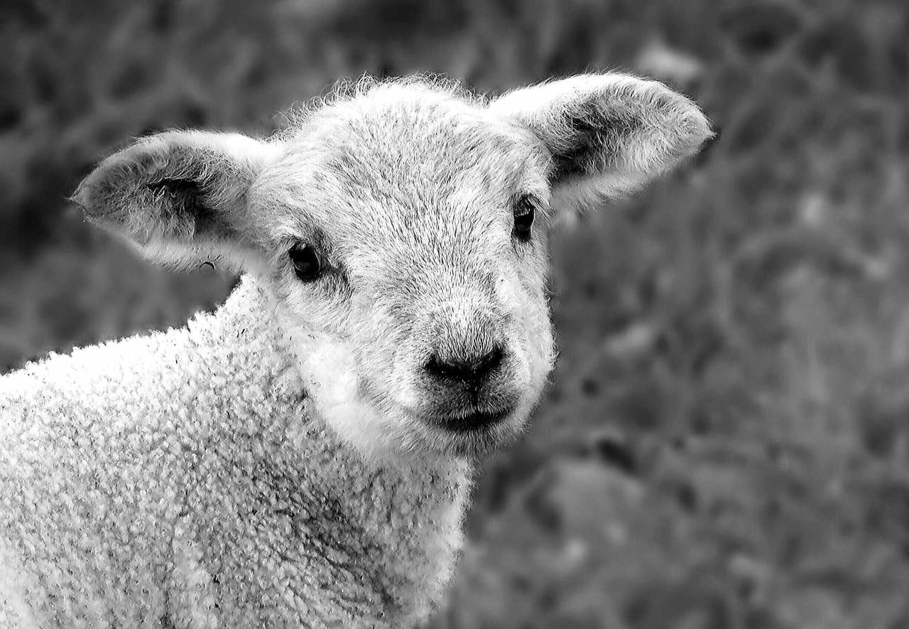   nature  grass  meadow  view  cute  wildlife  — free black and white photo