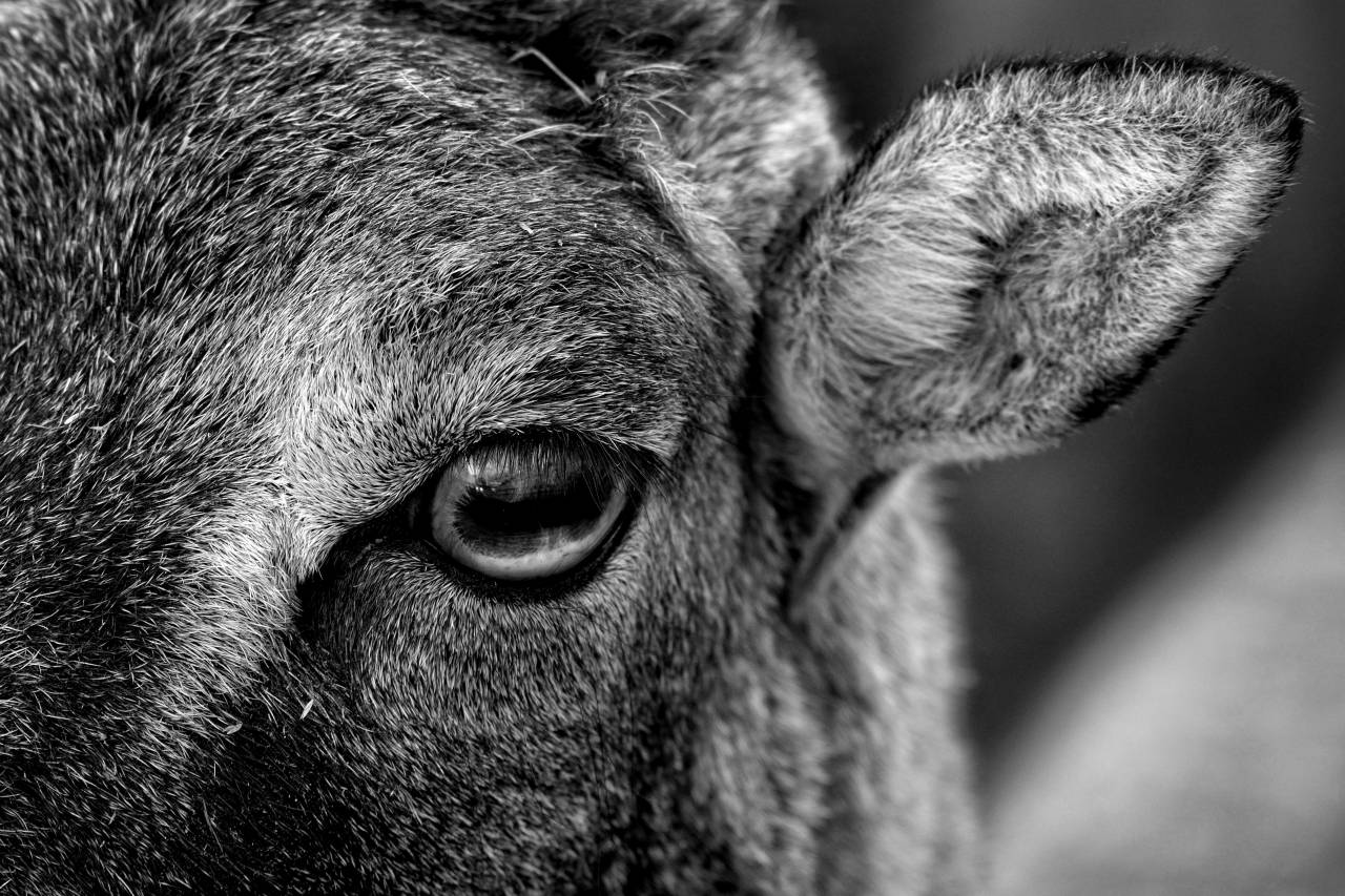   nature  hair  female  deer  zoo  horn  fur  — free black and white photo