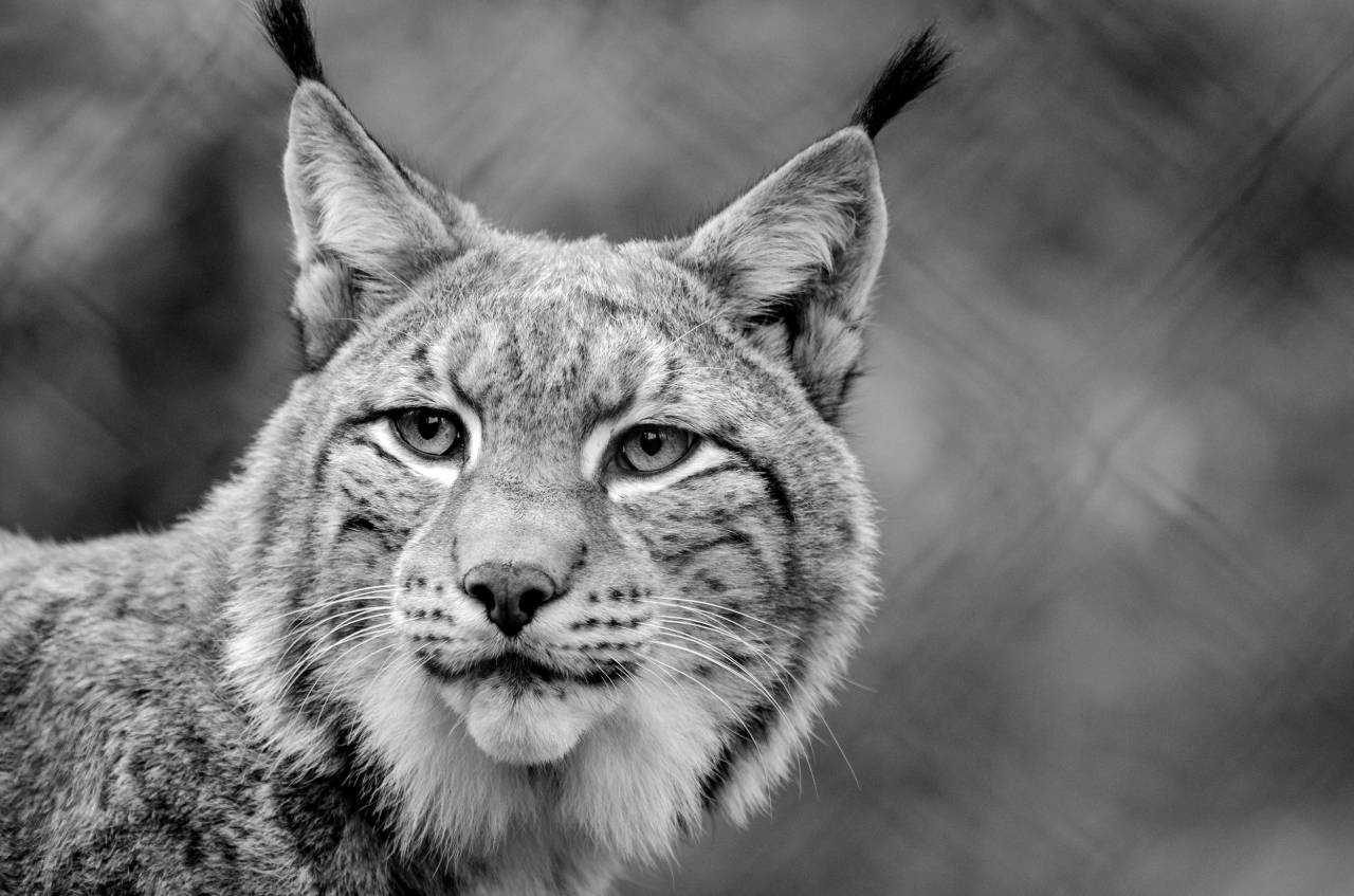   nature  looking  wildlife  portrait  — free black and white photo