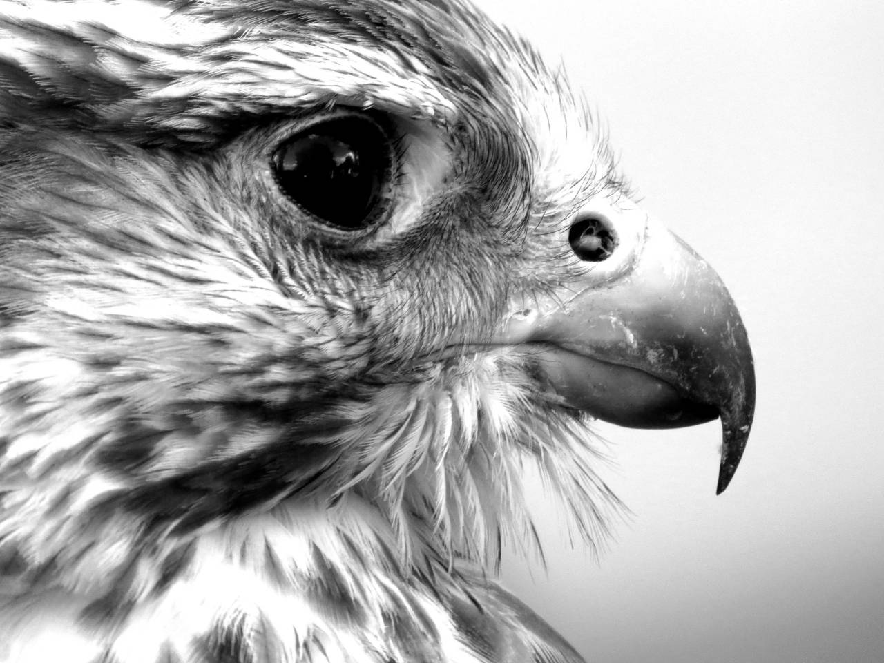   nature  sharp  wing  animal  wildlife  zoo  — free black and white photo