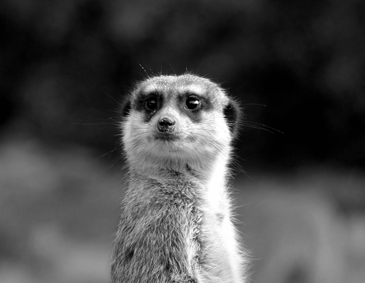   nature  sweet  cute  photo  wildlife  zoo  — free black and white photo