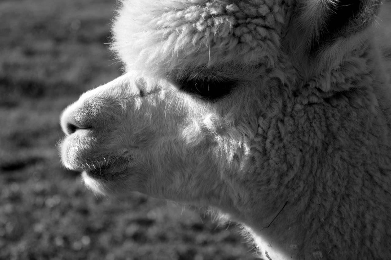   nature  view  cute  fur  fluffy  fauna  — free black and white photo