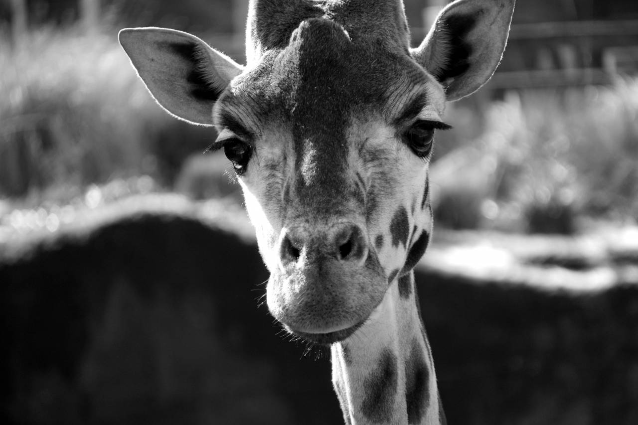   nature  view  zoo  fur  mammal  fauna  close  — free black and white photo