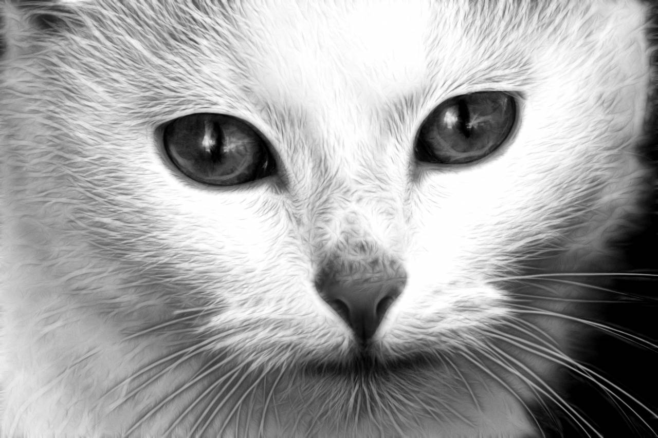   nature  white  animal  pet  portrait  kitten  — free black and white photo